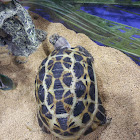 Spider Tortoise