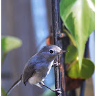 The Blue-gray Gnatcatcher