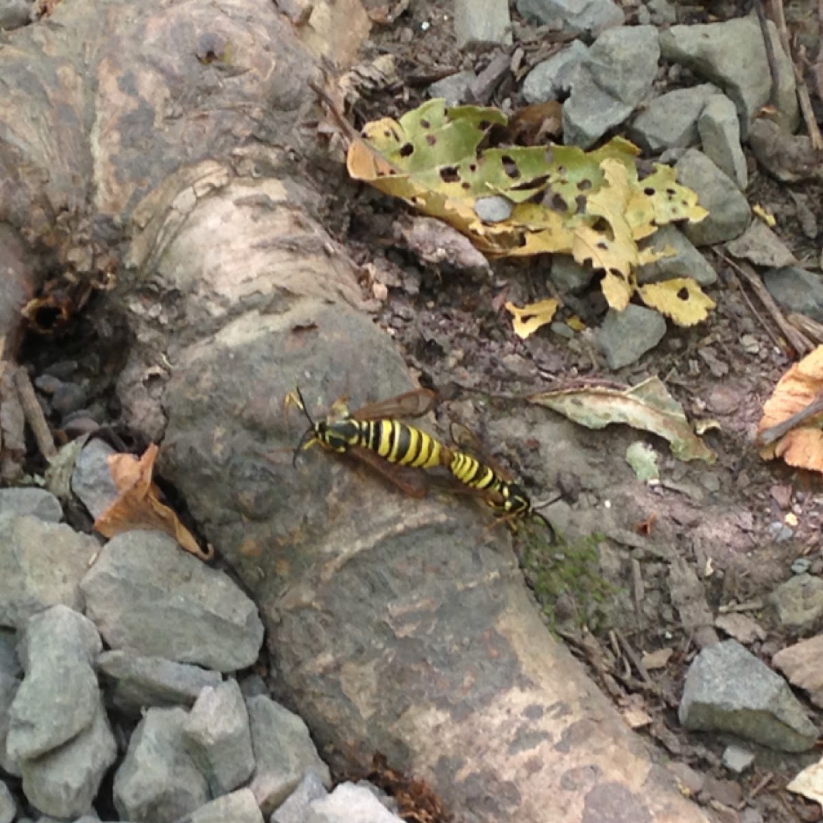 American Hornet Moth