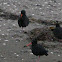 Variable Oystercatcher