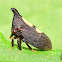 Two Marked Treehopper