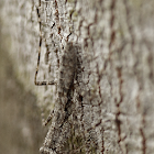 Bark mimicking Mantis
