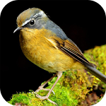 Cover Image of Download Birds Ringtones 2.3 APK