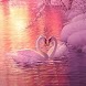 Love Swans In Pink Snowy Pond