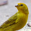 Saffron Finch (Canário-da-terra-verdadeiro)