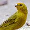 Saffron Finch (Canário-da-terra-verdadeiro)