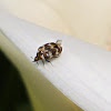 Varied Carpet Beetle