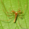 Tetragnathidae Spider