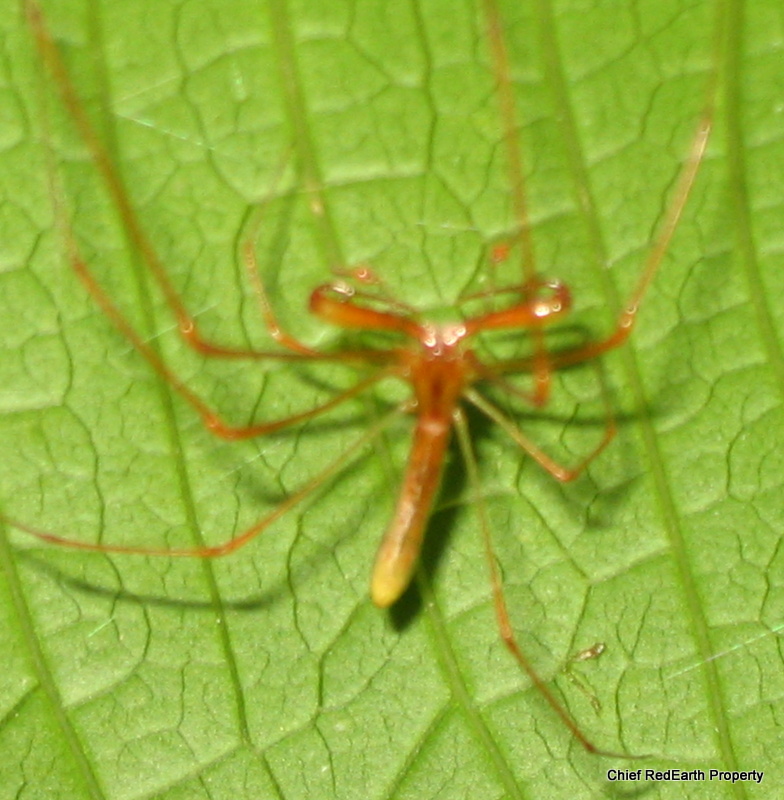 Tetragnathidae Spider