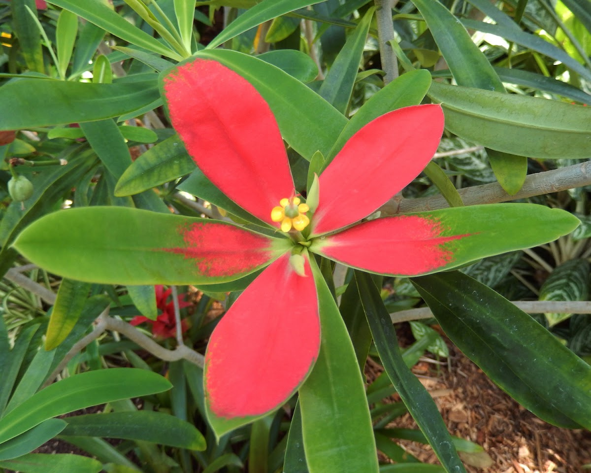 Jamaican Poinsettia