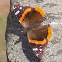 Red Admiral.