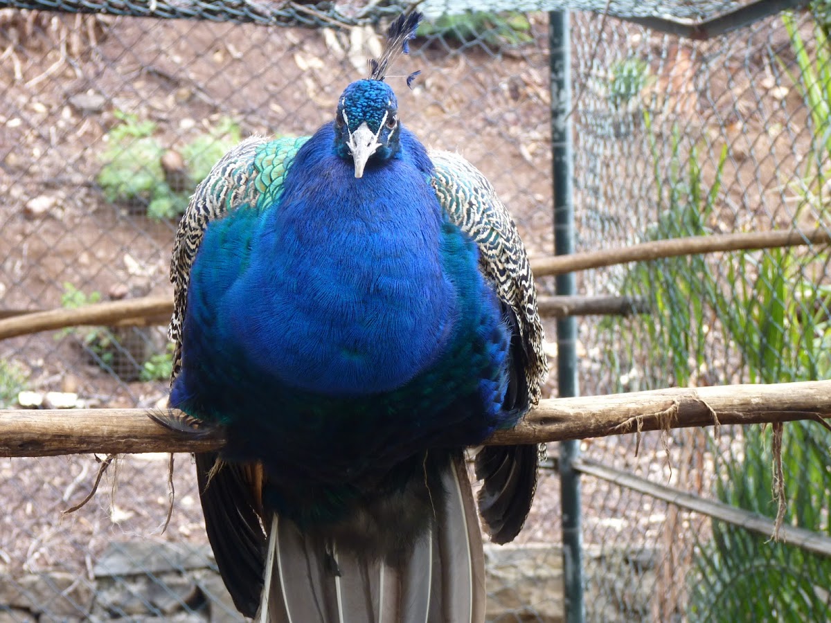 male indian peafowl, blauer Pfau