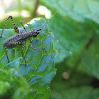 Bush Katydid nymph