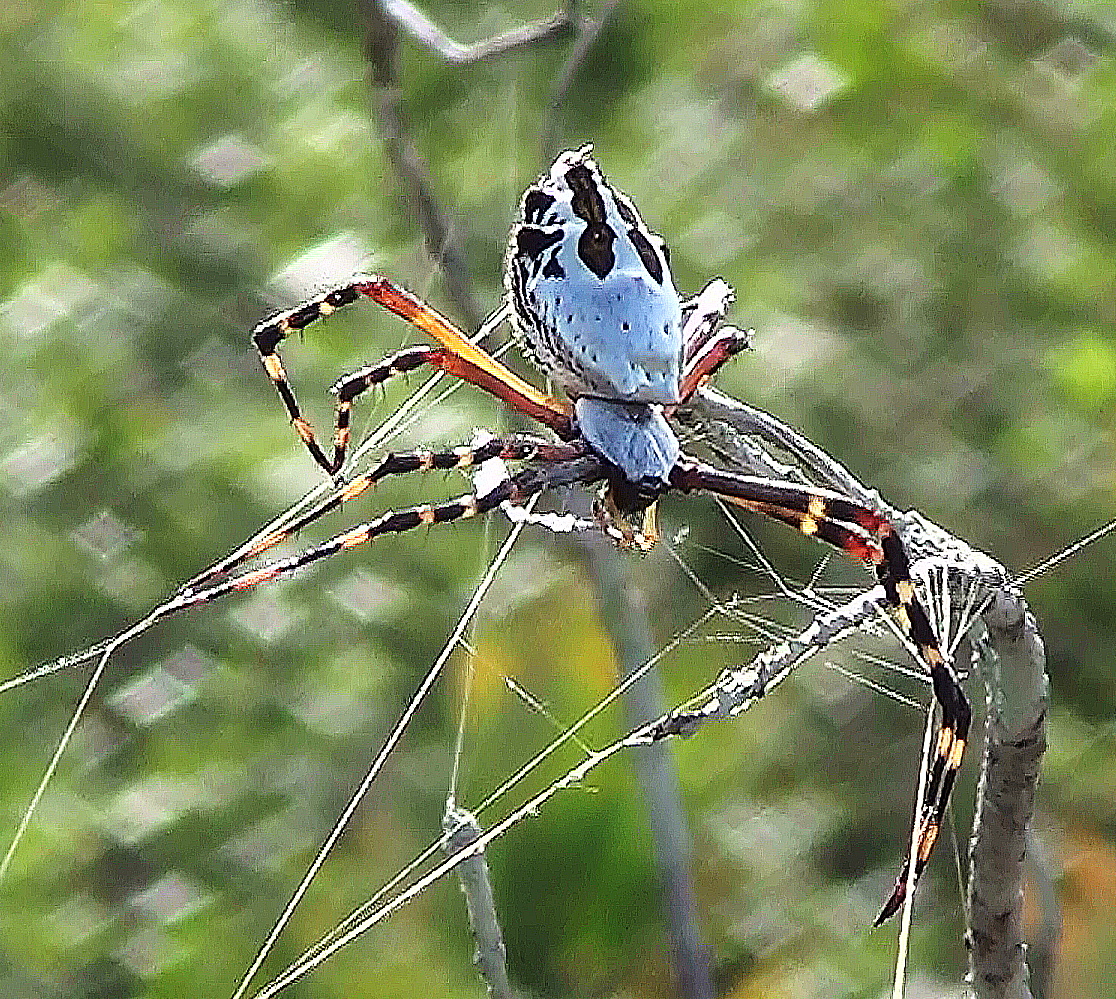 Silver-backed Argiope