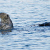 Southern Sea Otter