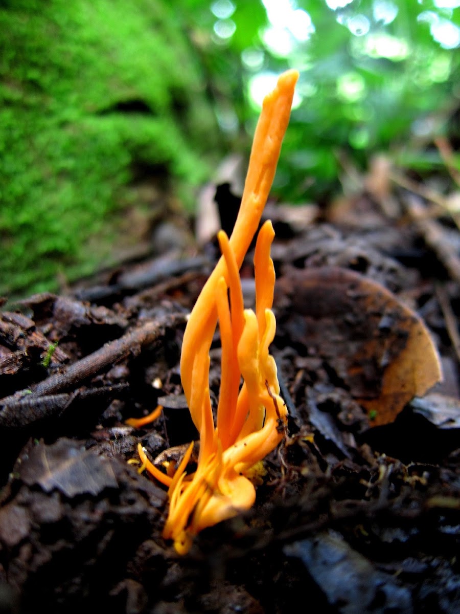 Orange Spindle Coral Fungi