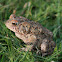 American Toad