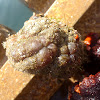 White sea-squirt. Piña de mar