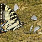 Eastern Tiger Swallowtail & Common Blue