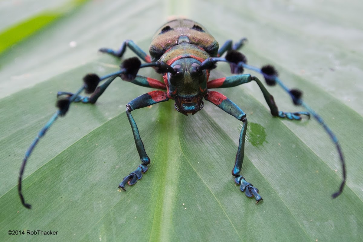 Long-horn beetle