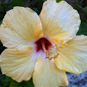 Hibiscus 