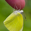 Lemon Migrant Butterfly