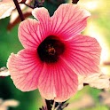 Flowers Bible logo
