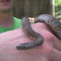 Northern water snake