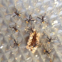 Spined Assassin Bug nymphs