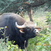 Indian Bison