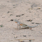 Greater earless lizard (female)