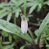 white trout lily