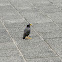 Common Myna