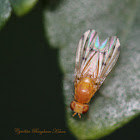 Lauxaniid Fly