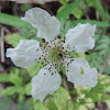 Southern Dewberry blossom