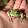 Tree Frog