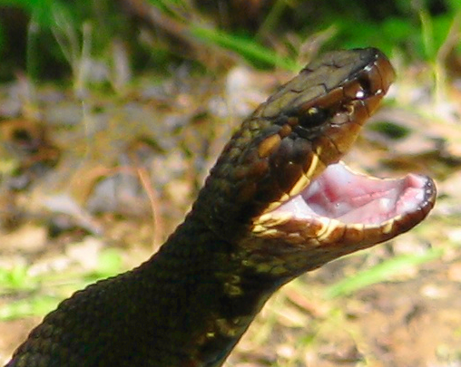 Western Cottonmouth
