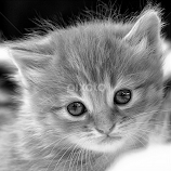 Kitten by John Phielix -  