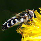 Hoverfly