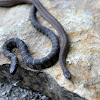 Northern Water Snake and Dekays Brown Snake