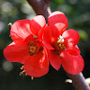 Membrillo de flor / Flowering Quince