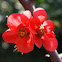 Membrillo de flor / Flowering Quince