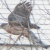 Cooper's Hawk