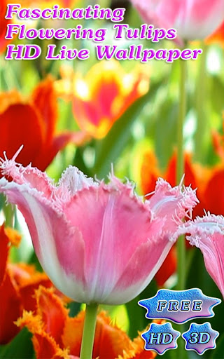無料个人化Appの3D Fascinating Tulips Free|記事Game
