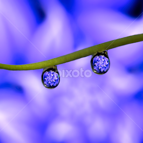 water drops reflection by Youssef Elboukhari - Nature Up Close Natural Waterdrops