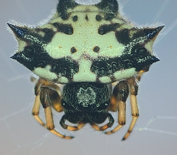 Spiny-backed Orb Weaver