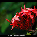 jungle geranium