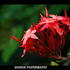 jungle geranium