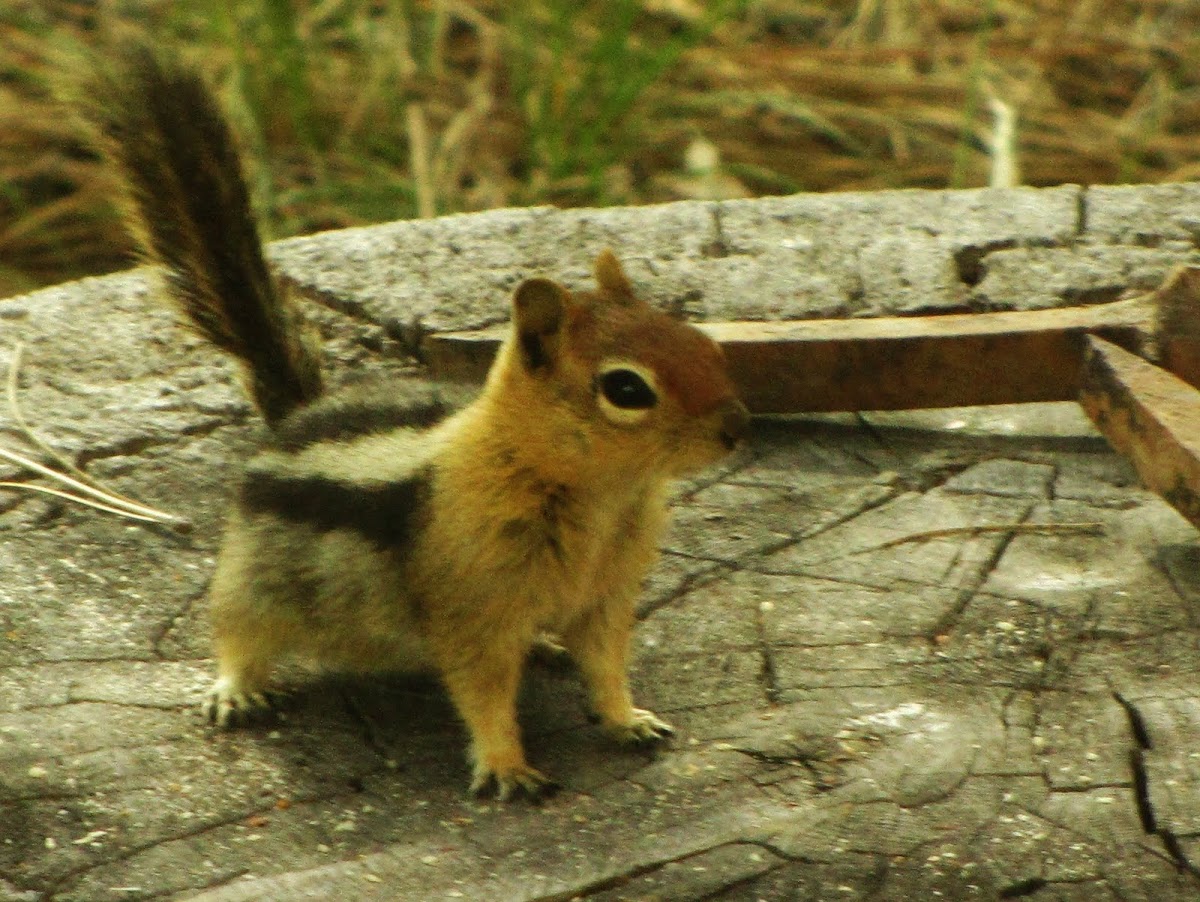 Golden-mantled Ground squirrel