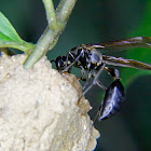 Potter wasp
